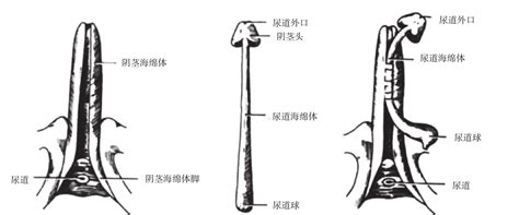 男人阴茎